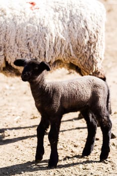 Suffolk sheep with lamb on a local farm in Spring.