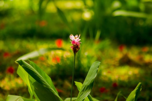 Siam Tulip blossoming pink during the rainy season