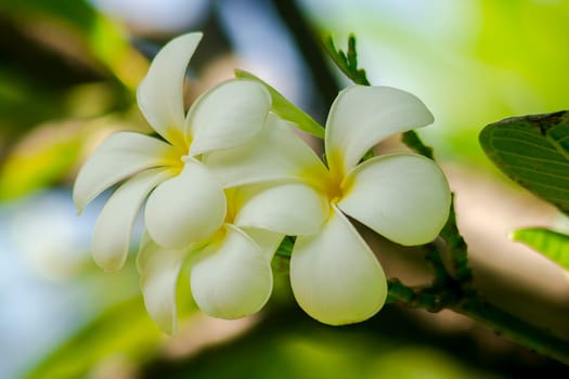 Plumeria white that is blooming Is an ornamental flower that is commonly grown in the garden.