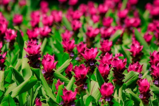 Siam Tulip blossoming pink ,Siam tulips that will bloom during the rains between July and August