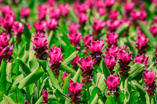 Siam Tulip blossoming pink ,Siam tulips that will bloom during the rains between July and August