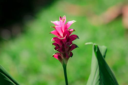 Siam Tulip blossoming pink ,Siam tulips that will bloom during the rains between July and August