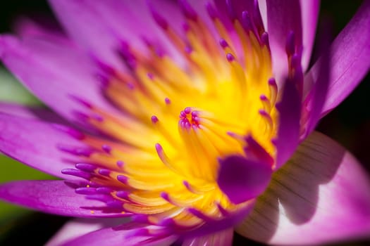 Purple lotus in nature is blooming