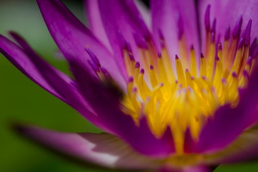 Purple lotus in nature is blooming