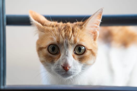 Cute cat headshot while entering room by passing through window looking at camera.