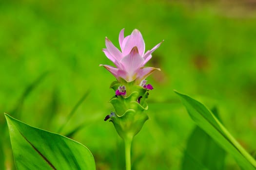 Curcuma sessilis, beautiful purple, is a herbaceous plant