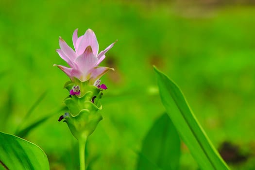 Curcuma sessilis, beautiful purple, is a herbaceous plant