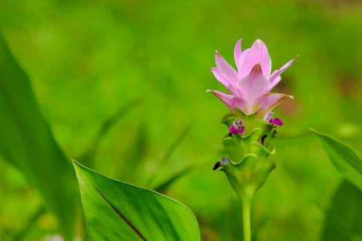 Curcuma sessilis, beautiful purple, is a herbaceous plant