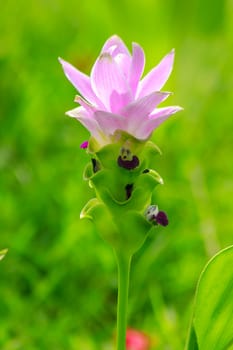 Curcuma sessilis, beautiful purple, is a herbaceous plant