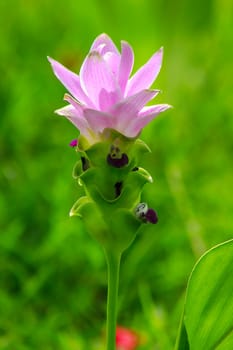 Curcuma sessilis, beautiful purple, is a herbaceous plant