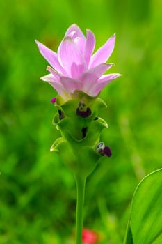 Curcuma sessilis, beautiful purple, is a herbaceous plant