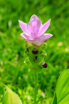 Curcuma sessilis, beautiful purple, is a herbaceous plant