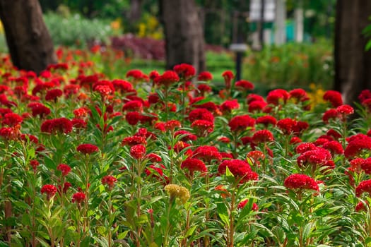 Celosia argentea is a biennial plant, stems erect, single red, red in nature.