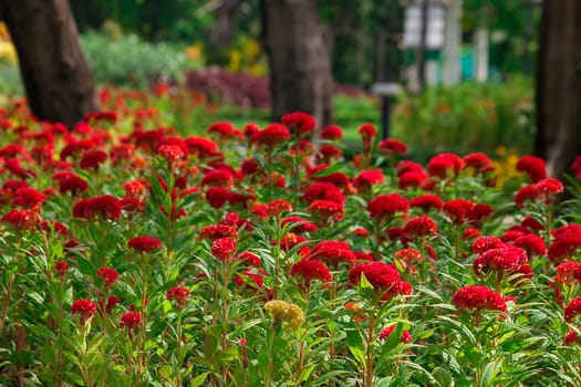 Celosia argentea is a biennial plant, stems erect, single red, red in nature.