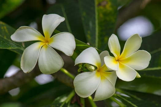 Yellow Frangipani that is blooming in nature
