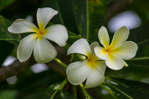 Yellow Frangipani that is blooming in nature