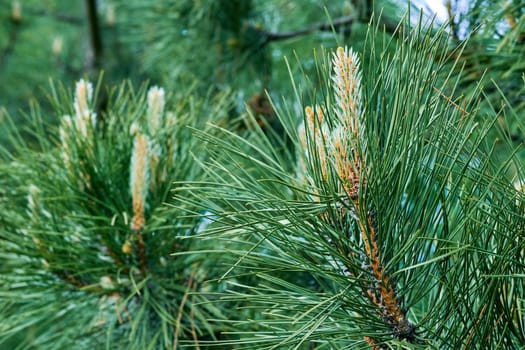 an evergreen coniferous tree that has clusters of long needle shaped leaves.