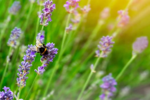 bumblebee on lavender flower  on sunny summer day Summer flowers.  Summertime     High quality photo