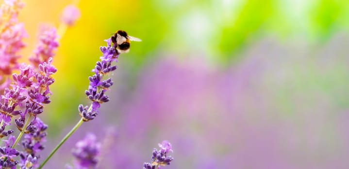 bumblebee on lavender flower  on sunny summer day with copy space  Summer flowers.  Summertime     High quality photo