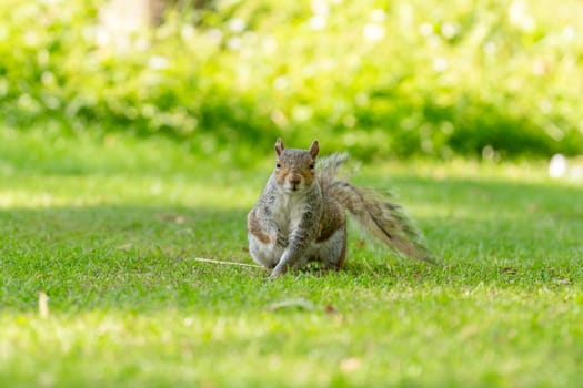 One gray squirrel on the green grass on sunny day in English public park