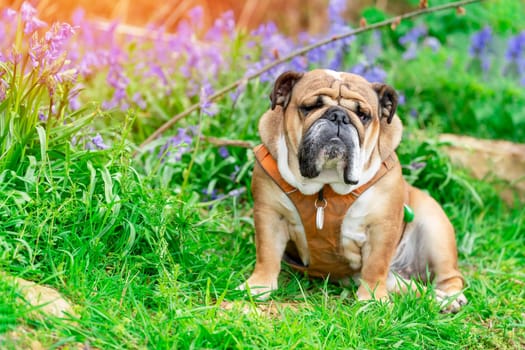Red English British Bulldog Dog looking up, licking out its tongue and sitting in the bluebells on spring hot sunny day