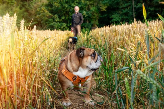 Red English British Bulldog in orange harness  walking in wheat field in warm summer day