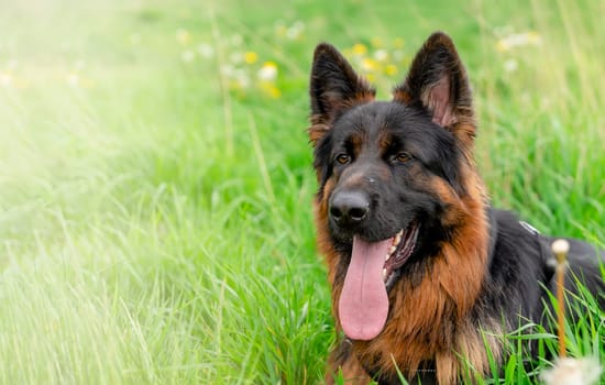 German shepherd dog in harness out for a walk lying, running, walking on the grass in sunny summer day