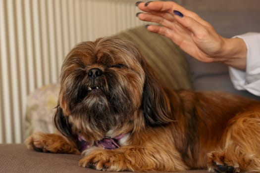 woman having fun and relaxing time at home with shih tzu dog.Free and happy time with pets at home concept