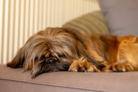shih tzu dog sleeping on the sofa at home. Free and happy time with pets at home concept