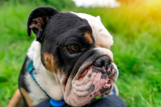 Wide angle portrait of Funny Black tri-color  English British Bulldog is out for a walk running on the grass on a summer day