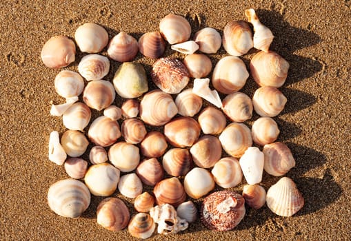 seashells on the sand on the beach in the back-light of sunset, background, close up