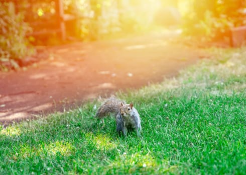 One gray squirrel on the green grass on sunny day in public park