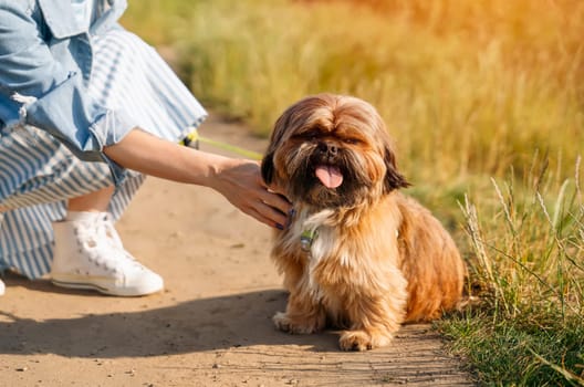 woman having fun and relaxing time with shih tzu dog. Free and happy time with pet concept
