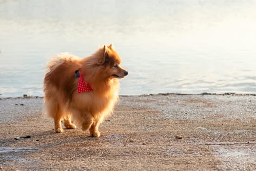 Red Spitz Pomeranian walking on the lake shore