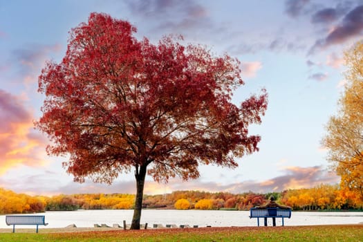 Autumn tree on the lake shore and man sitting on a bench at sunset