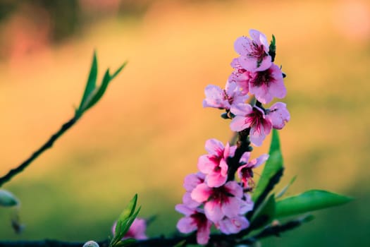 Prunus cerasoides are beautiful pink flowers that bloom and bloom from January to February. Commonly found on the mountains of Thailand.