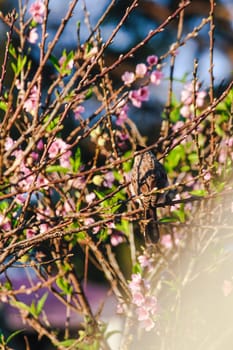 Sooty-headed Bulbul on a branch Is a small bird that is found in nature