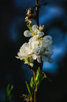 White Chinese plum blossoming and fragrant flowers