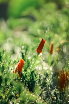 Orange poppy With water droplets on the leaves