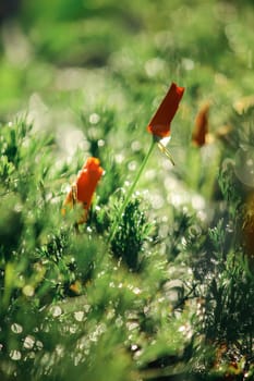 Orange poppy With water droplets on the leaves