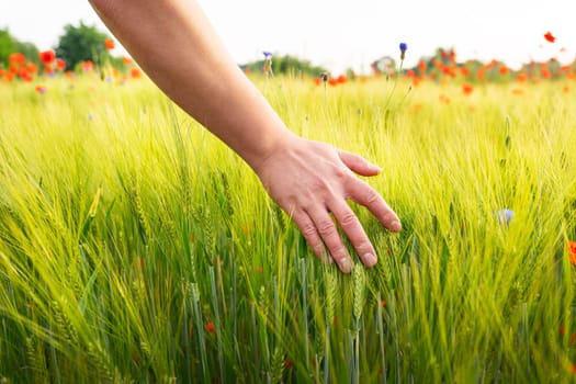 A farmer walking across the field checks the wheat harvest with his hand. Agriculture, farming, agricultural products