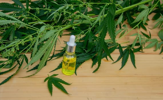 hemp essential oil on a wooden background, hemp leaves. Selective focus. Nature