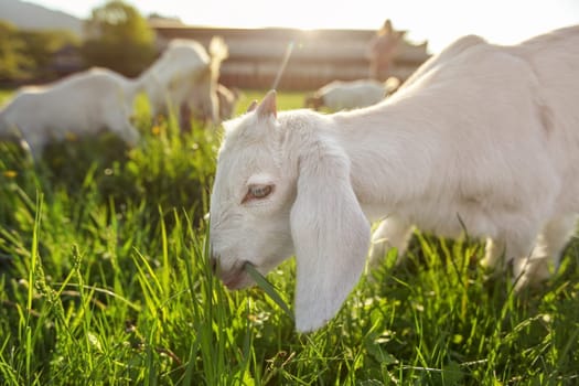 White goat kid grazing on spring meadow, wide low angle photo with strong sun backlight.
