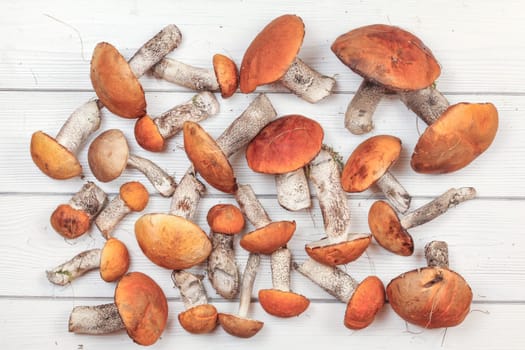 Tabletop view, freshly picked forest mushrooms, red-capped scaber stalk variety (Leccinum aurantiacum / albostipitatum), on white boards desk