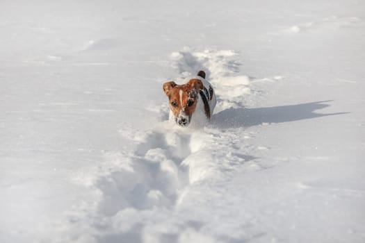 Small Jack Russell terrier running through deep snow, her face covered with ice crystals.