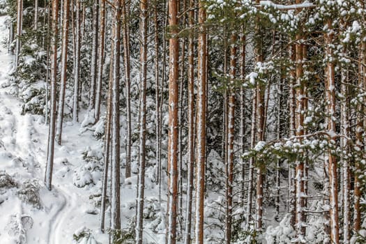 Thin coniferous tree trunks covered with snow in winter.