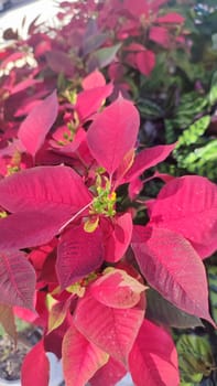 Red beautiful flowers green leaves garden, background summer plants nature. High quality photo