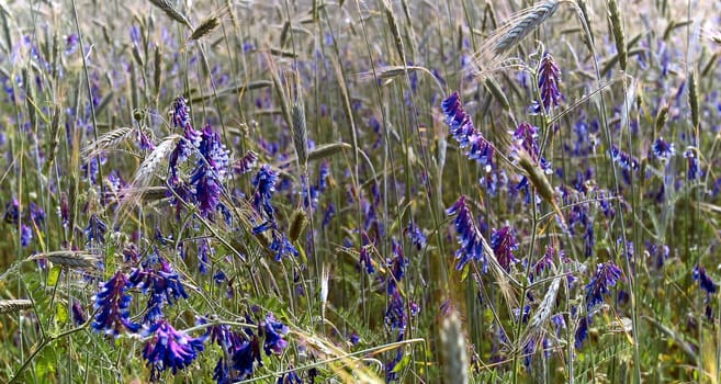 delphinium blue, an annual herbaceous plant, a weed growing among ears of immature green wheat, bindweed.