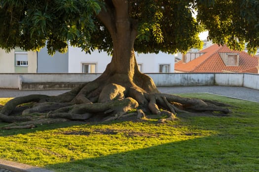 A mighty tree with powerful thick roots in the park. Mid shot