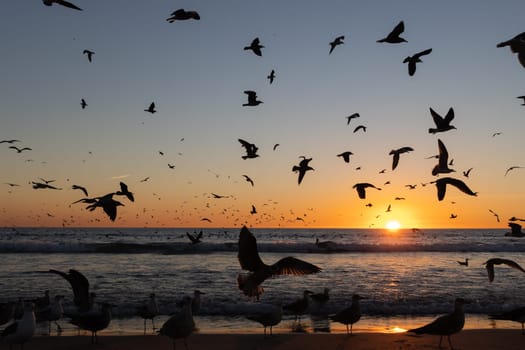 Seagulls flying all over the sea at bright sunset. Mid shot